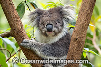 Koala Victoria Photo - Gary Bell