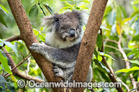 Koala Photo - Gary Bell