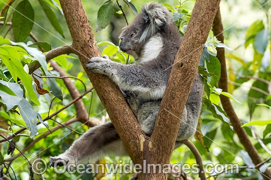 Koala resting in a tree photo