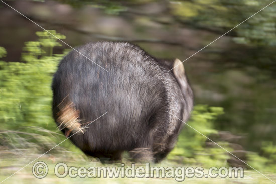 Wombat Vombatus ursinus tasmaniensis photo
