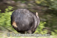 Wombat Vombatus ursinus tasmaniensis Photo - Gary Bell