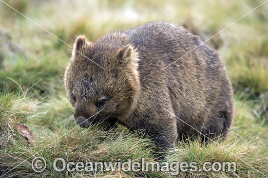 Wombat Vombatus ursinus tasmaniensis photo