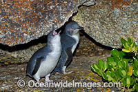 Fairy Penguins Photo - Gary Bell