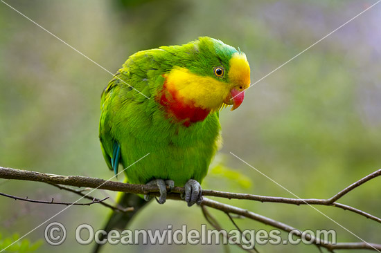 Superb Parrot Australia photo