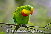 Superb Parrot Australia Photo - Gary Bell
