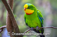 Superb Parrot Photo - Gary Bell