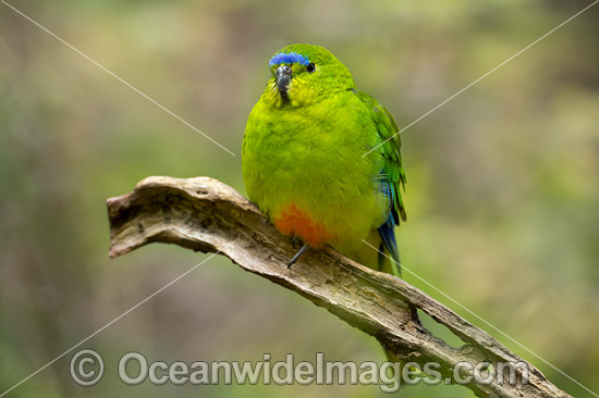 Orange-bellied Parrot photo