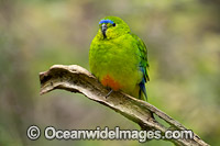 Orange-bellied Parrot Photo - Gary Bell