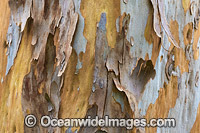 Gum Tree bark Photo - Gary Bell