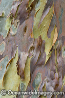 Spotted Gum bark Photo - Gary Bell