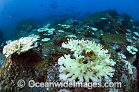 Mass Coral Bleaching Photo - Gary Bell