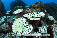 Mass Coral Bleaching Photo - Gary Bell