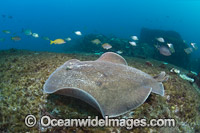Coffin Ray Photo - Gary Bell