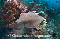 Electric Ray Photo - Gary Bell