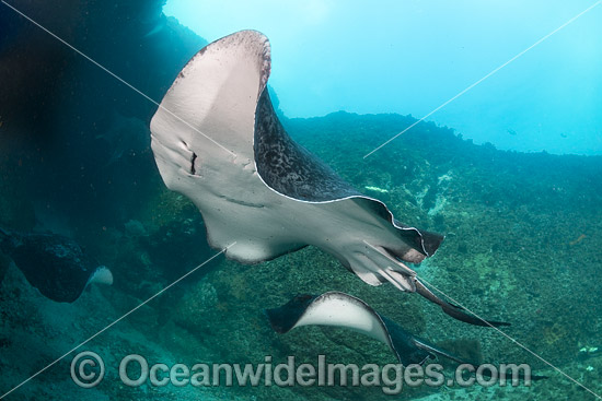Blotched Fantail Ray photo