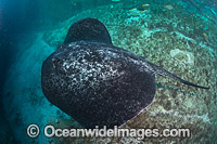 Blotched Fantail Ray Photo - Gary Bell