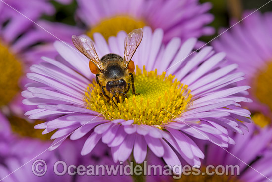 Honey Bee on Daisy photo