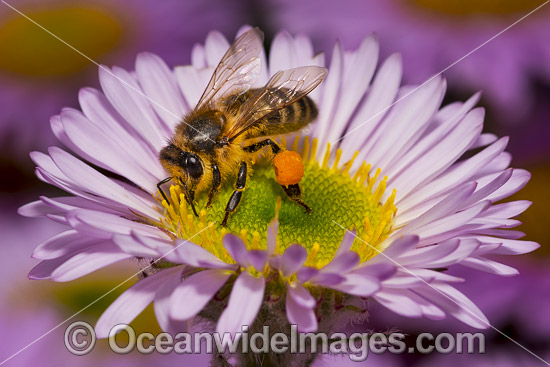 Honey Bee on Daisy photo