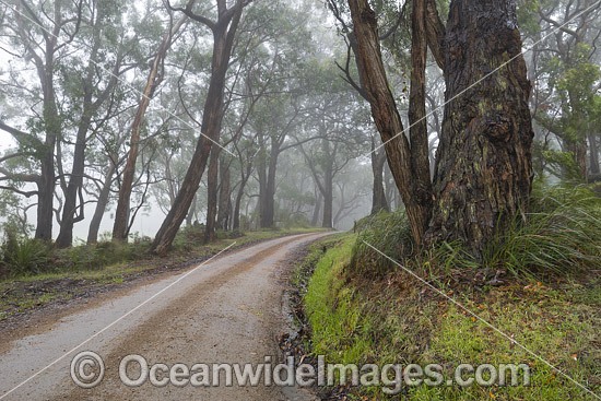 Track through Eucalypt Forest photo