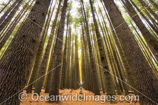 Sugar Pine Forest photo