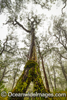 Old eucalypt snow gum tree Photo - Gary Bell