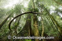 Dorrigo National Park rainforest Photo - Gary Bell