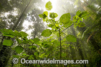 Rainforest in mist Photo - Gary Bell