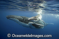 Humpback Whale mother with calf Photo - Vanessa Mignon