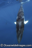 Minke Whale Photo - Vanessa Mignon