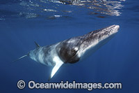 Minke Whale Photo - Vanessa Mignon
