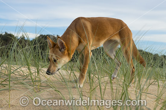 Dingo Canus dingo photo