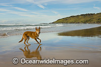 Australian Dingo Photo - Gary Bell