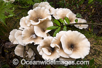 Rainforest Fungi Dorrigo Photo - Gary Bell