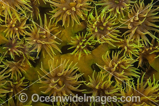 Coral polyps photo