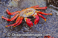 Sally Lightfoot Crab Photo - David Fleetham