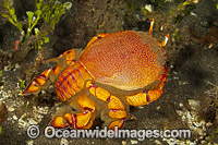 Spanner Crab Photo - David Fleetham