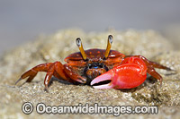 Fiddler Crab Photo - David Fleetham