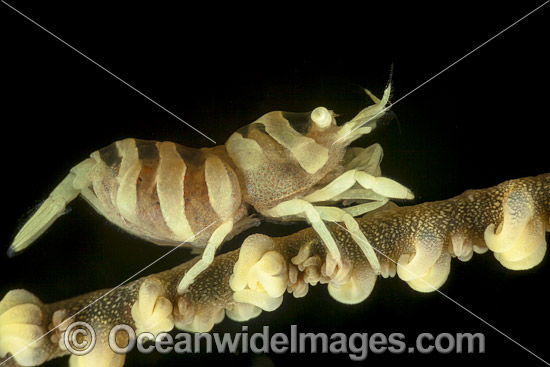 Whip Coral Shrimp with eggs photo