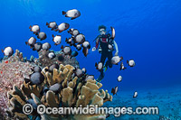 Diver and Damselfish Hawaii Photo - David Fleetham