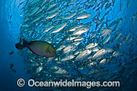 Yellowfin Surgeonfish with Bigeye Jacks Photo - David Fleetham