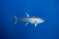Yellowfin Tuna Photo - David Fleetham