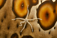 Brittle Star on Sea Cucumber Photo - David Fleetham
