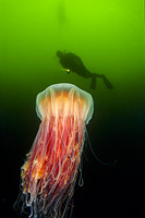 Diver and Lion's Mane Jellyfish Photo - David Fleetham
