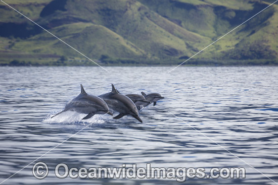 Spinner Dolphins photo