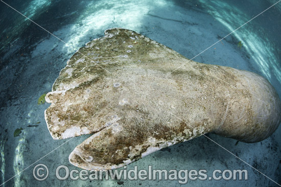 Florida Manatee showing propeller wounds photo