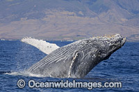 Humpback Whale Breaching Photo - David Fleetham