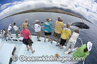 Whale watching boat Photo - David Fleetham