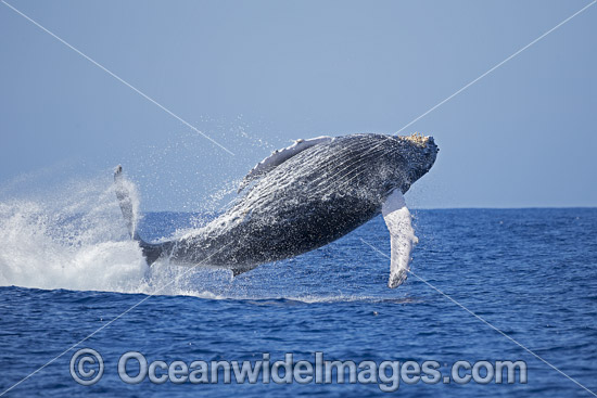 Humpback Whale Breaching photo