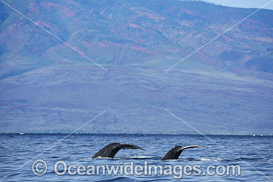 Humpback Whales on surface photo