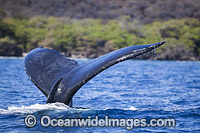 Humpback Whales on surface Photo - David Fleetham